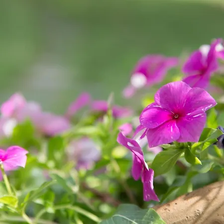Pensjonat Sicily's View Mascalucia
