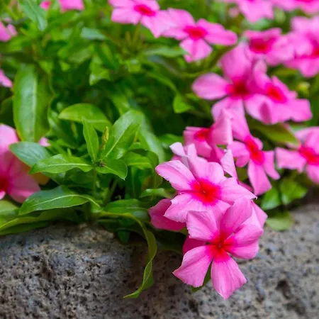 Sicily's View 3* ماسكالوتشا